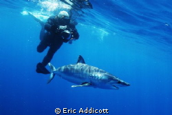 Freediving with mako shark by Eric Addicott 